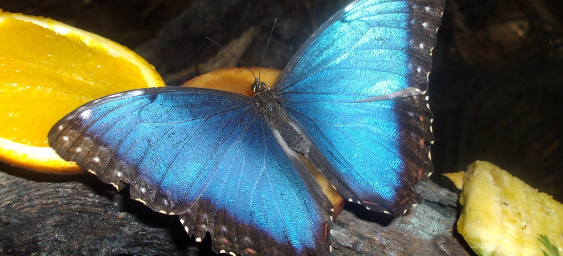 morpho-peleides1