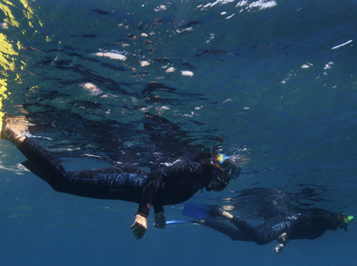 SNORKEL