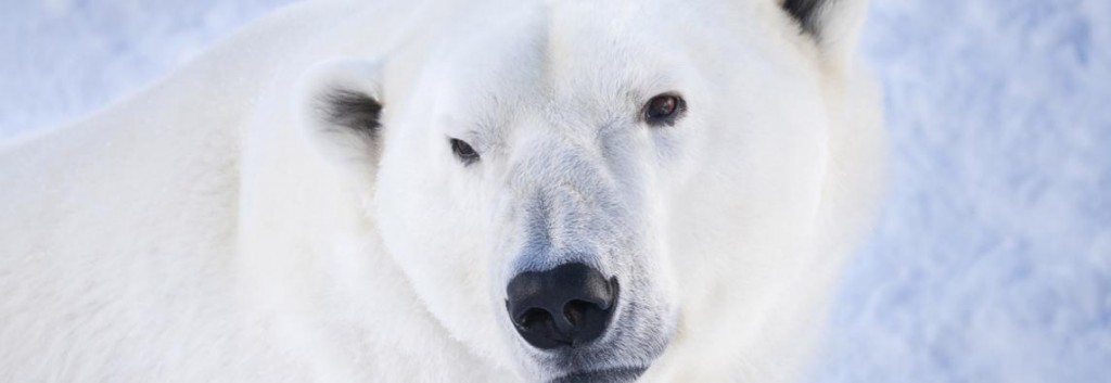 ranua-wildlife-park