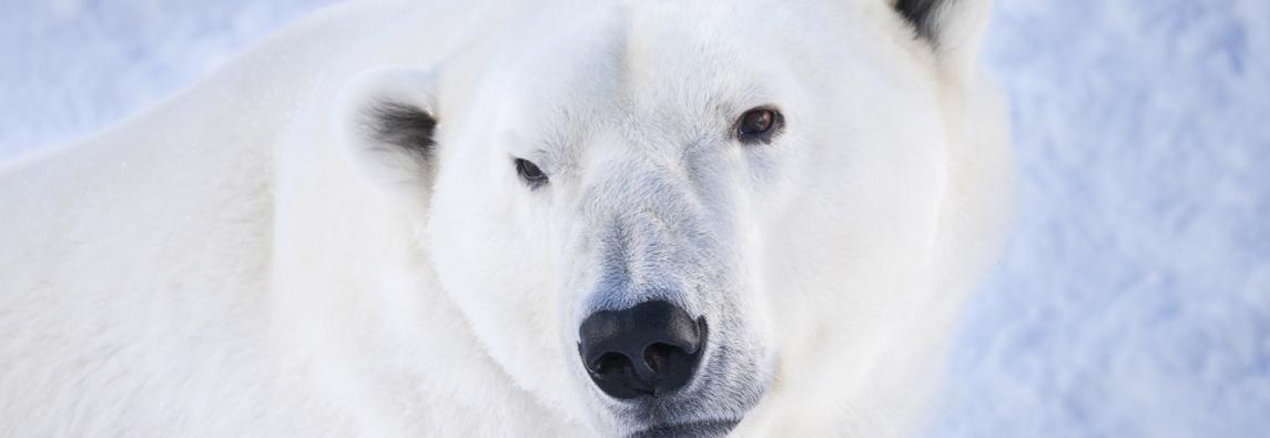 ranua-wildlife-park