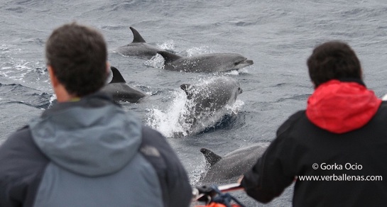 Delfines mulares y gente_5670