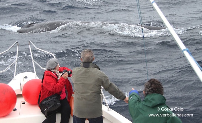 Rorcual comun y barco_5219